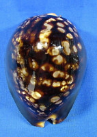 Mauritiana mauritiana